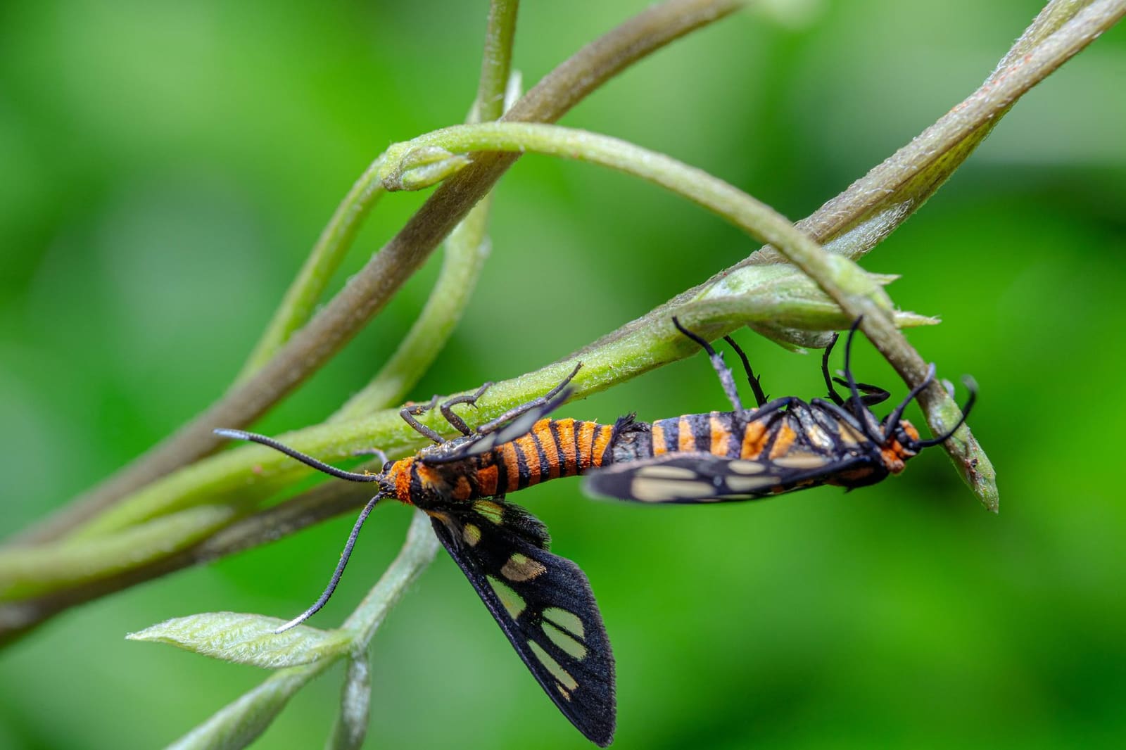 Papillon de nuit posé sur un placard de cuisine en bois clair