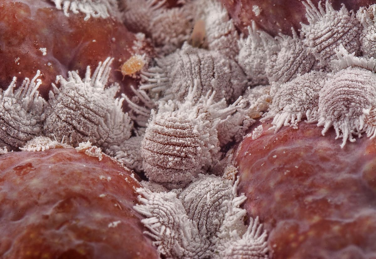 Larves de mites alimentaires dans un paquet de farine ouvert