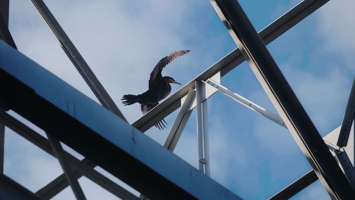 Pose d'un filet de protection anti-oiseau sur une toiture en hiver