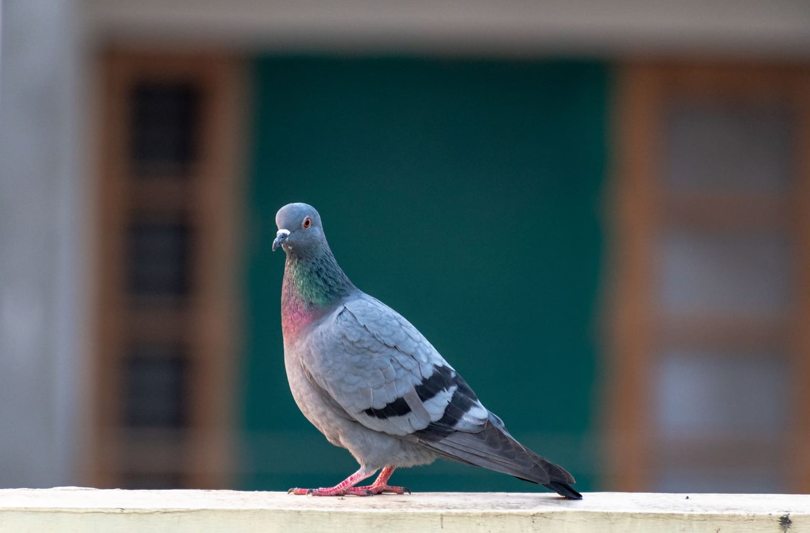 Oiseau pigeon posé sur une corniche de façade urbaine avec traces de fientes