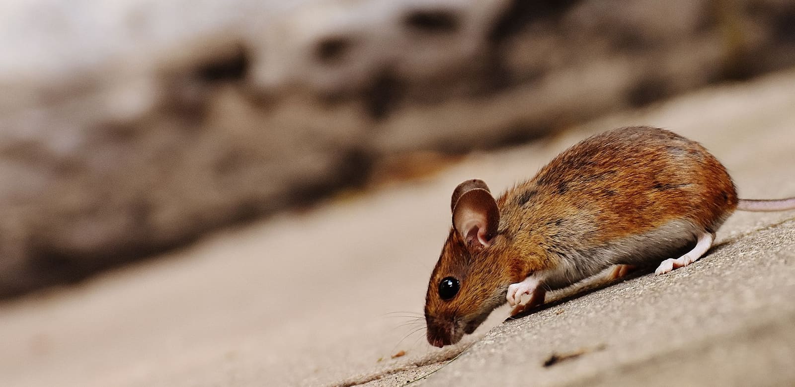 Souris grise longeant une plinthe de cuisine à la recherche de nourriture